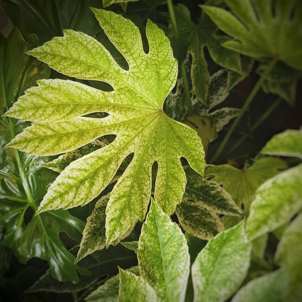 The Plantsmith Guide to Christmas